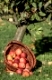 Umgefallener Weidenkorb mit roten Äpfeln unter einem Apfelbaum.