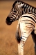 Das Burchellzebra ist eine Unterart des Steppenzebras, die im Südosten des südlichen Afrika lebt.