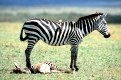 Zebra und Fohlen
Plains Zebra and Foal
Equus burchellii
Masai Mara, Kenya, Kenia
