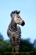Hartmann's Mountain Zebra, stallion   /   (Equus zebra hartmannae)   /   Hartmann-Bergzebra, Hengst   /   [Tiere / animals, Saeugetiere / mammals, Huftiere / hoofed animals, Pferdeartige / equids, Unpaarhufer, Afrika / africa, aussen, outside, Himmel, sky, frontal, head-on, von vorne, schwarz-weiss, b/w, black & white, stehen, standing, aufmerksam, alert, adult, Hochformat, vertical, maennlich, male]
