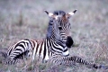 Zebra, Burchell's Zebra, Steppenzebra,
Equus burch.
Masai Mara,
Kenya, Kenia, Africa, Afrika.
Photo: Fritz Poelking, Fritz Pölking
A nature document.