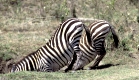Zebra, Burchell's Zebra, Steppenzebra,
Equus burch.
Masai Mara,
Kenya, Kenia, Africa, Afrika.
Photo: Fritz Poelking, Fritz Pölking
A nature document.