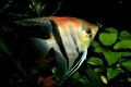 Rotrueckenskalar (Pterophyllum scalare) im Aquarium, Angelfish (Pterophyllum scalare) in the fish tank