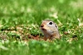 Europaeisches Ziesel, European Suslik, European Ground-Squirrel