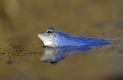 Moorfrosch, zur Laichzeit blau gefärbt, schwimmt an der Wasseroberfläche