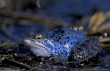 Moorfrosch, zur Laichzeit blau gefärbt, sitzt am Ufer