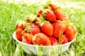 Large strawberries on the green grass