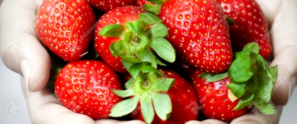 Many strawberries on hand, focus on strawberry.