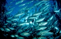 GroÃaugen-Stachelmakrelen, Caranx sexfasciatus, Thailand, Indischer Ozean, Phuket, Similan Inseln, Andamanensee