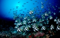 Schwarm-Wimpelfisch, Heniochus diphreutes, Malediven, Indischer Ozean, Ari Atoll