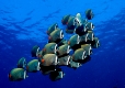 Halsband-Falterfisch, Schmetterlingsfisch, Chaetodon collare, Malediven, Indischer Ozean, Ari Atoll