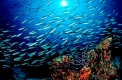 Schwarm von Neon-Fuesilieren an Korallenriff, Pterocaesio tile, Malediven, Indischer Ozean, Meemu Atoll