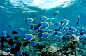 Schwarm Weisskehl-Doktorfische, Acanthurus leucosternon, Malediven, Indischer Ozean, Meemu Atoll