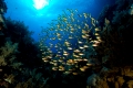 Glasfische im Schwarm, Parapriacanthus, Daedalus Riff, Rotes Meer, Aegypten