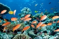 Korallenriff mit Fahnenbarschen, Pseudanthias squamipinnis, Nord Ari Atoll, Malediven