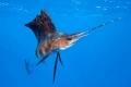 Jagende Segelfische, Isla Mujeres, Mexiko