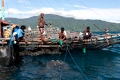 Walhaie und Fischer, Cenderawashi Bay, Irian Jaya, Indonesien