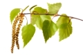 single twig with leaves of birch tree and blooming pollen isolated over white background