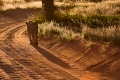 Fotografische Ruhe in der Kalahari