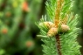 cedar cones are green on a fluffy branch with copy space flora design basis
