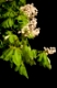 Detail of blooming Aesculus tree on black background, rampant ornamental white flowers on tree. Photo taken in Poland in spring season, open air, not digitally altered.