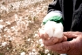 The cotton has to be dry to harvest, here a farmer checks for moisture