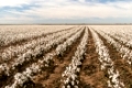 Cotton plants appear in neat rows on a Texas plantation