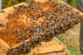Bruträhmchen  mit wenig verdeckelter  Brut und anhängenden Bienen; Hattstedt, Nordfriesland, Schleswig-Holstein, Norddeutschland, Deutschland, Europa