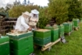 Während der  Zugabe von Rauch kann  die Beute des Bienenvolkes geöffnet werden;   Hattstedt, Nordfriesland, Schleswig-Holstein, Norddeutschland, Europa