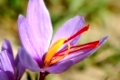 Safrankrokus, Crocus sativus, Munder Safran, Mund, Wallis, Schweiz / Autumn Crocus, Saffron flower, Crocus sativus, Mund, Valais, Switzerland