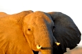 Afrikanische Elefanten – sanfte Riesen in Not