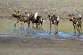 Hyänenhunde - zurück in der Serengeti?