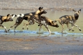 Hyänenhunde - zurück in der Serengeti?