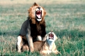 Der Löwe - Aus dem Leben der geselligen Großkatze