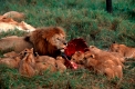 Der Löwe - Aus dem Leben der geselligen Großkatze