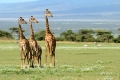 Weltnaturerbe Serengeti gerettet?