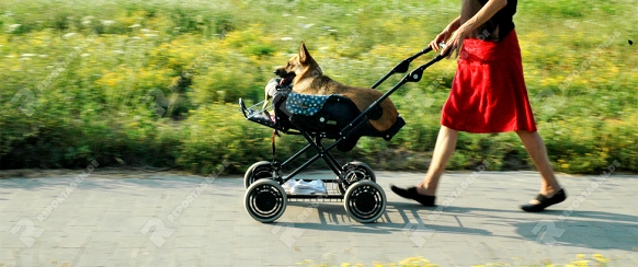 Anja Adler mit Ihrer amputierten Hündin Nora. Nora wird mit einem Kinderwagen vom Sperrmüll spazieren gefahren.