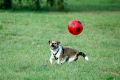 Lucy die Fußball spielende Terrierhündin